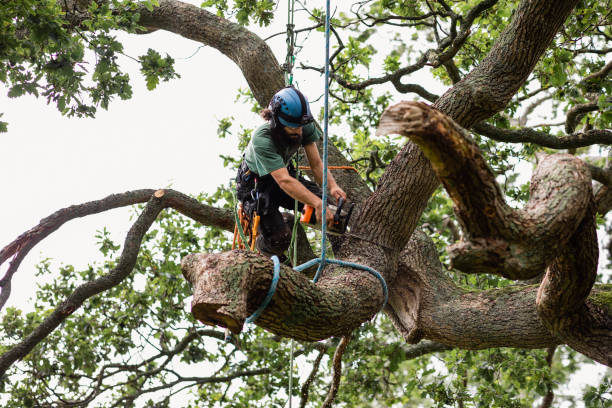 How Our Tree Care Process Works  in  White Pine, TN