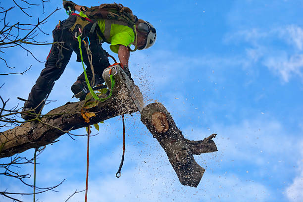 Best Stump Grinding and Removal  in White Pine, TN